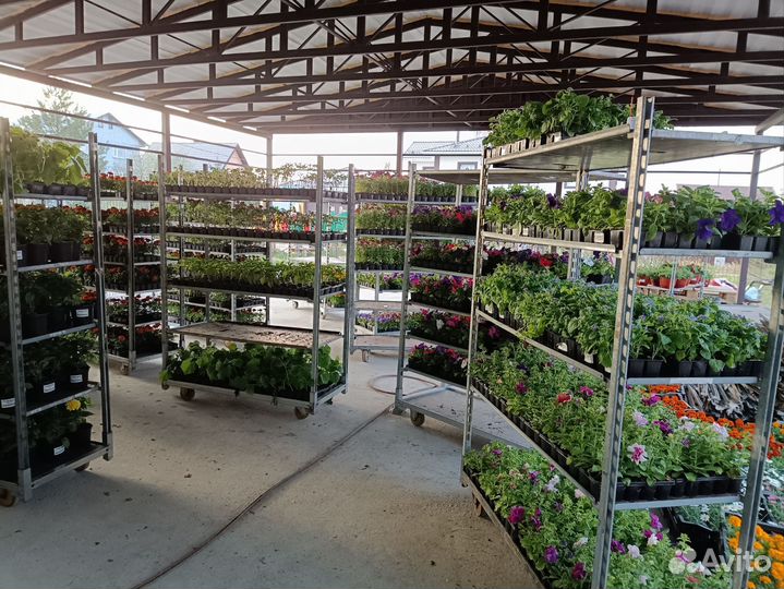 Цветочная и овощная рассада от производителя