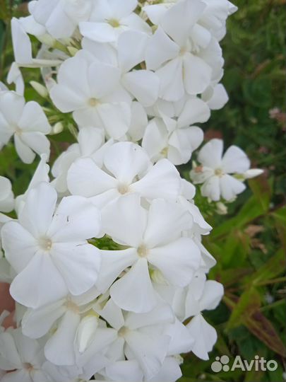 Садовые цветы многолетники