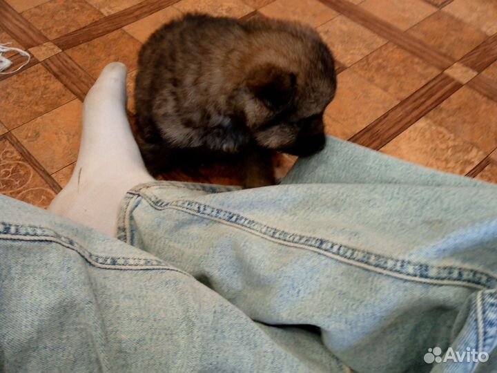 Шпиц щенок бесплатно