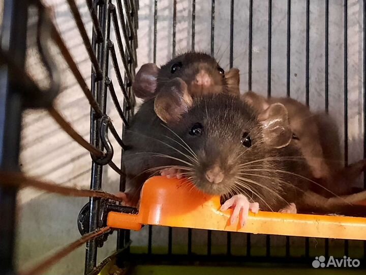 Крысы чёрный соболь. Крысята Дамбо. Питомник
