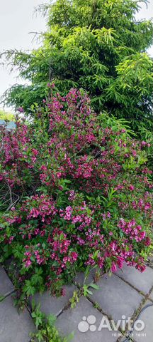 Кустарник вейгела Purpurea купить в Туле | Товары для дома и дачи | Авито