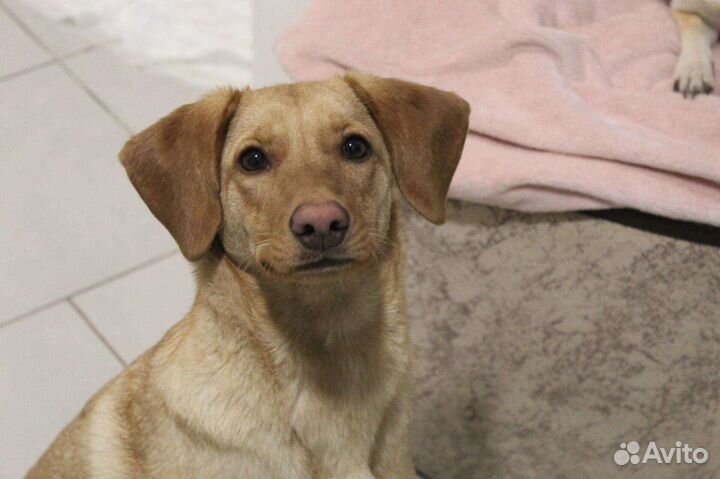 Собачка Буся ищет дом