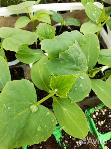 Рассада огурцов