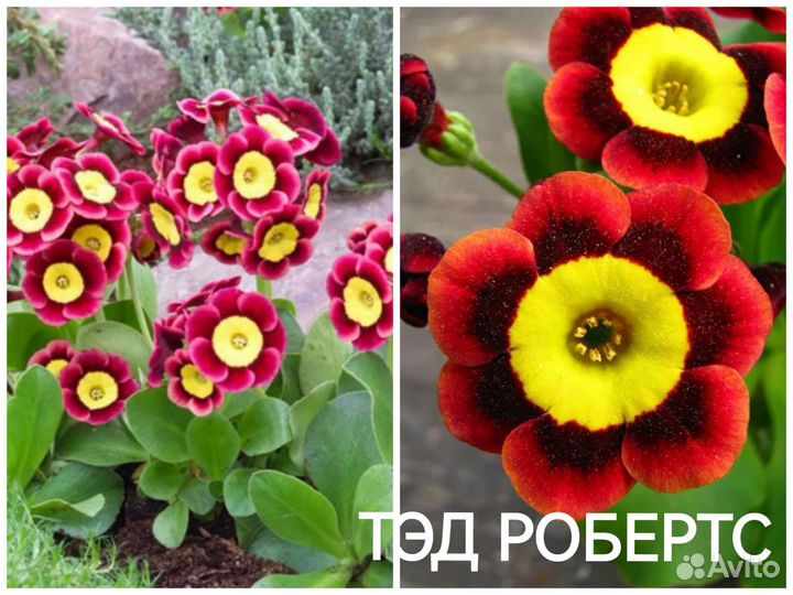 Примула ушковая Бартл, Ксавьер и Тэд робертс