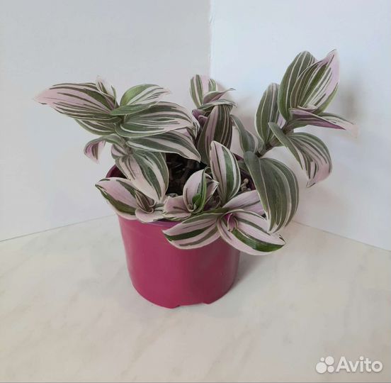 Традесканция Нанук, каллизия