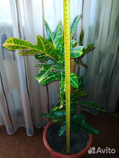 Кодиеум кротон