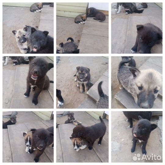 Отдам в добрые руки