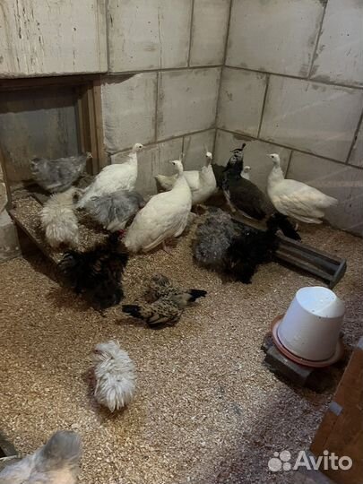 Ленточные гуси,Кохинхины,Холмогоры,Павлины,Мускусы