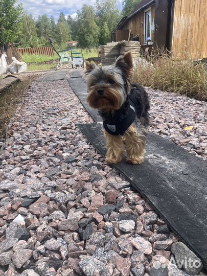 Йоркширский терьер(мини)ищет невесту на вязку