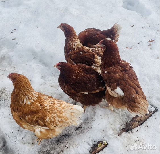 Куры несушки