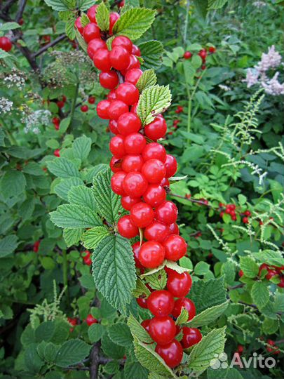 Вишня кит.,смород.красная