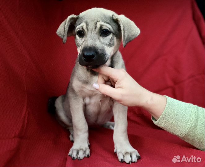 Щенки в добрые руки