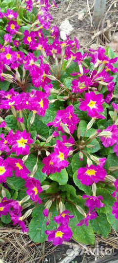 Цветы примула