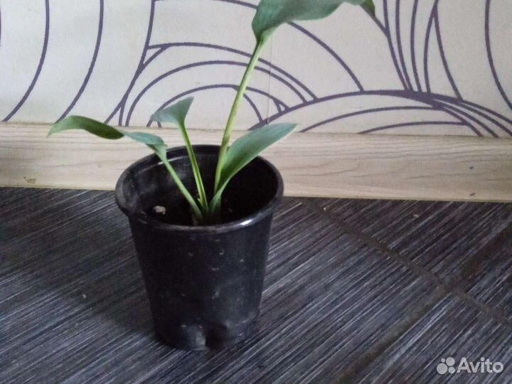 Хоста голубая