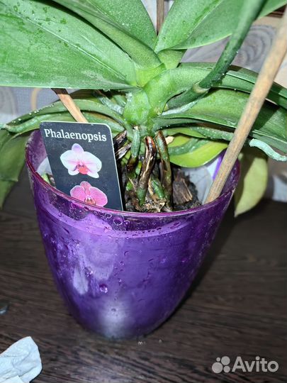 Орхидея фаленопсис