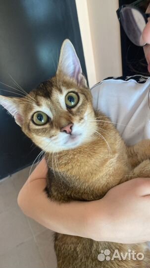 Абиссинская кошка