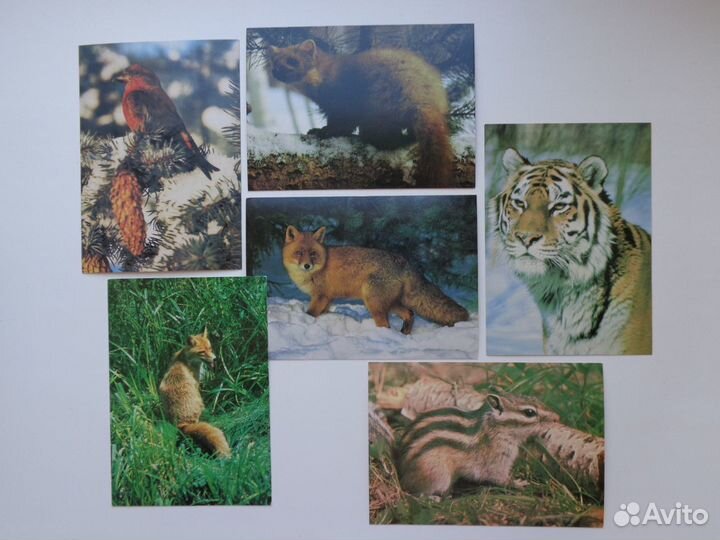 Открытки животные Чехословакия, СССР