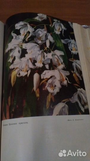 Цветоводство Кисилев Г. Е. 1964 год