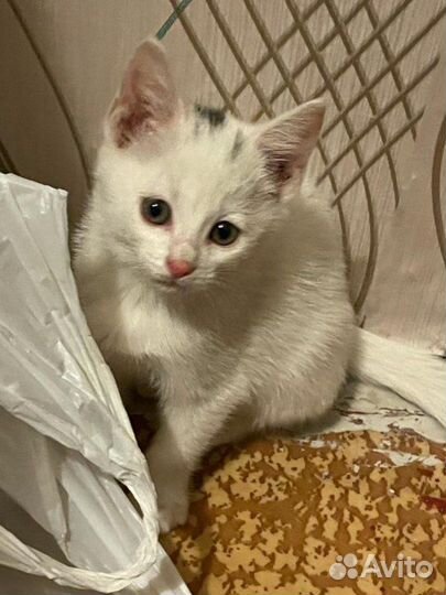 Котята ищут дом