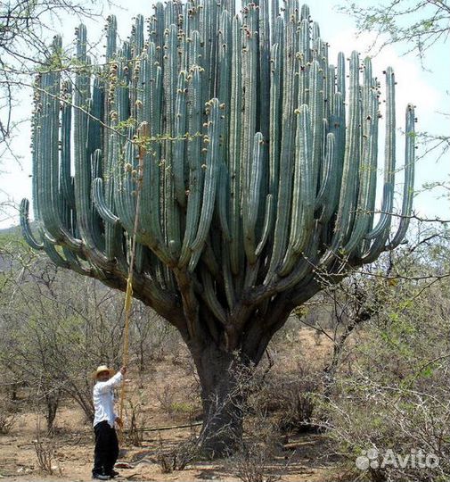 Кактус Молочай, Эуфорбия