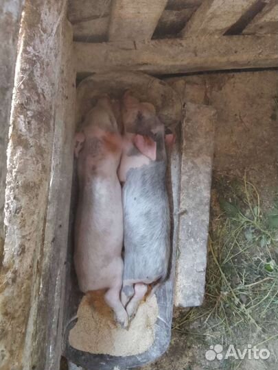Поросята