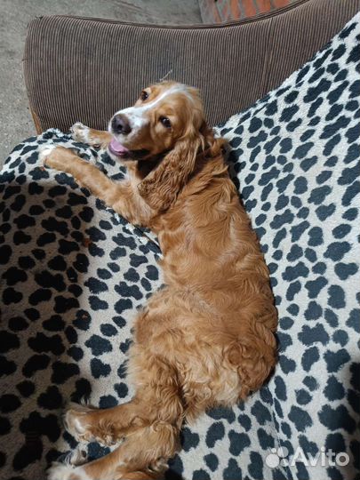 Русский кокер спаниель
