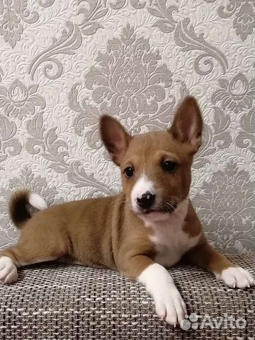 Басенджи Щенки