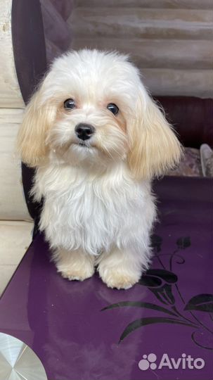 Мальтипу мальчик