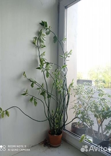 Педилантус