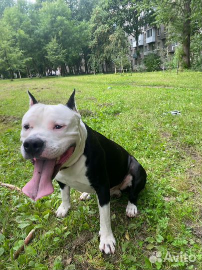 Вязка амстаффа