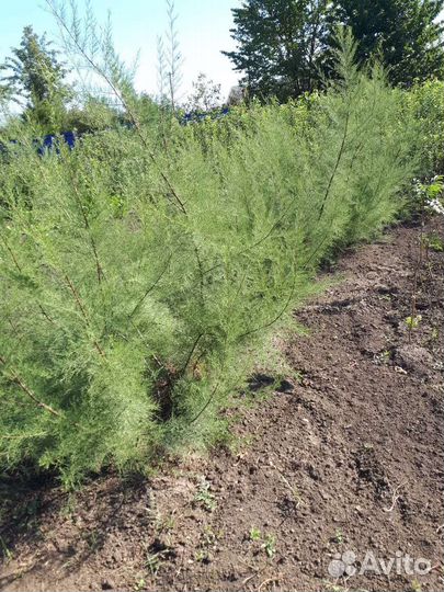 Декоративные кустарники