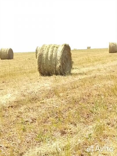 Продам сено в рулонах