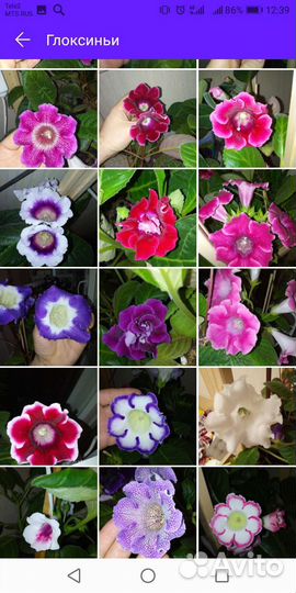 Глоксиньи (клубни) и детки