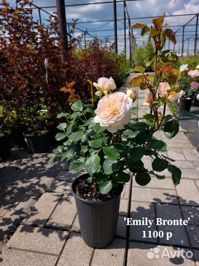 Саженцы роза цветы