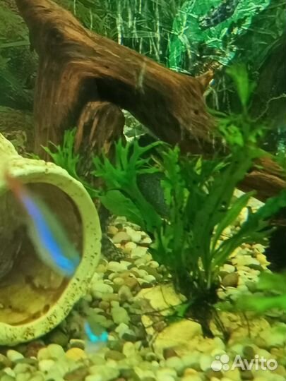 Растения, обмен