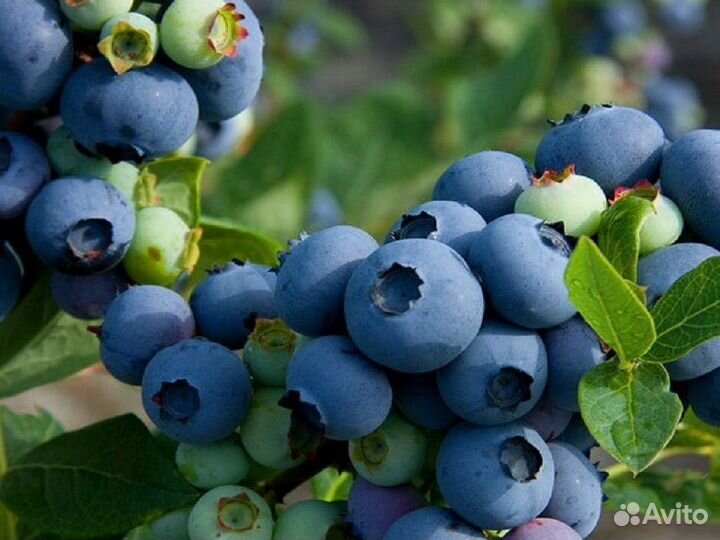 Саженцы голубики