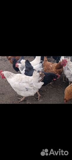 Инкубационные яйца ассорти