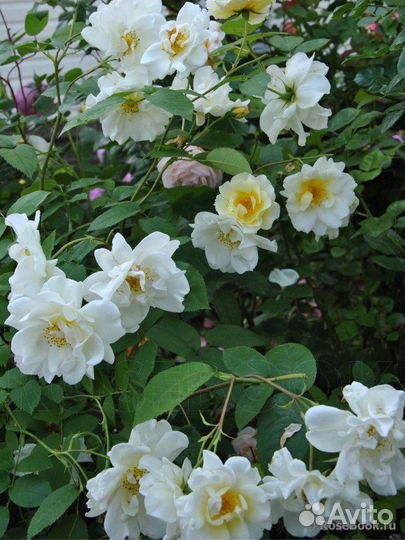 Английская роза Винраш/Windrash ароматная