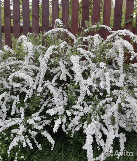 Растения для сада