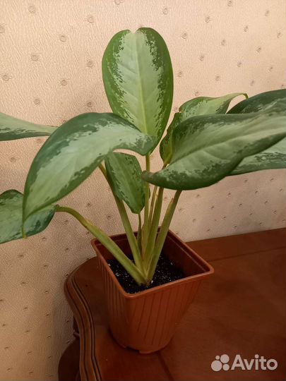 Аглаонема Сильвер бей,Страйпс,Фридман