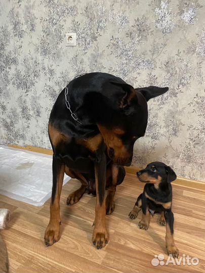 Щенок добермана