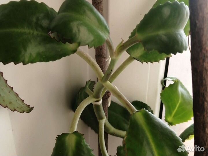 Чихалка-каланхоэ