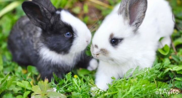 Кролики сельхоз