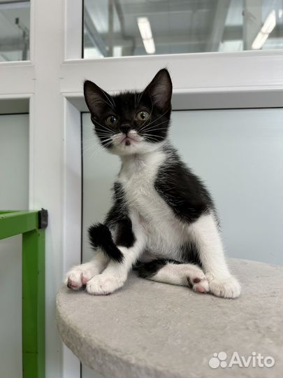 Анфиска 2 мес