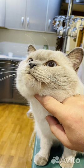 Шотландский кот на вязку