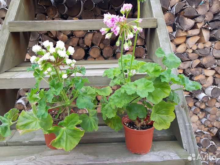 Пеларгония сортовая