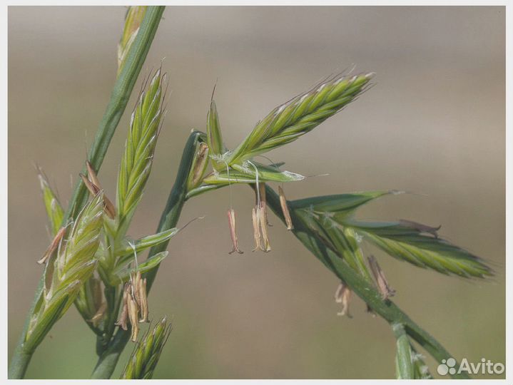 Фестулолиум, семена от производителя оптом