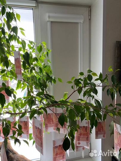 Рулонные шторы blackout на заказ