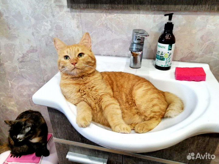 Котик Симба