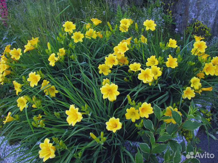 Лилейник Стелла де оро /Stella de Oro 02м